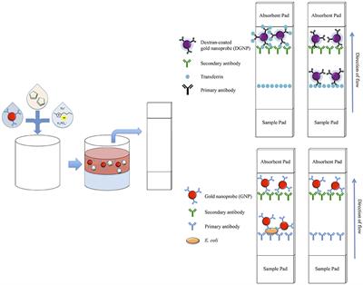 Ionic Liquid Aqueous Two-Phase Systems for the Enhanced Paper-Based Detection of Transferrin and Escherichia coli